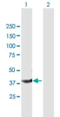 Western Blot: Cyclophilin 40 Antibody [H00005481-B01P] - Analysis of PPID expression in transfected 293T cell line by PPID polyclonal antibody.  Lane 1: PPID transfected lysate(40.7 KDa). Lane 2: Non-transfected lysate.
