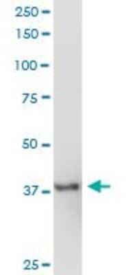 Western Blot: Cyclophilin 40 Antibody [H00005481-B02P] - Analysis of PPID expression in rat brain.