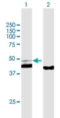 Western Blot: Cyclophilin 40 Antibody [H00005481-B02P] - Analysis of PPID expression in transfected 293T cell line by PPID polyclonal antibody.  Lane 1: PPID transfected lysate(40.8 KDa). Lane 2: Non-transfected lysate.