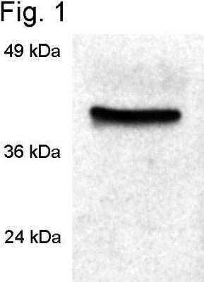 Western Blot: Cyclophilin 40 Antibody [NB120-3562] - Analysis of rat spleen extracts.