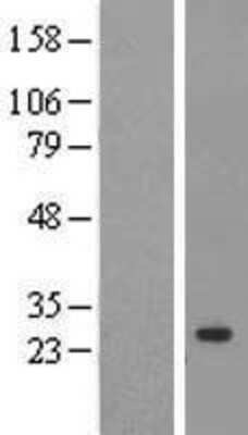 Western Blot Cyclophilin C Overexpression Lysate