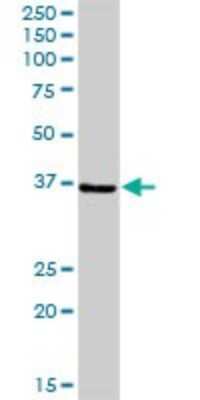 Western Blot: Cyclophilin-E Antibody [H00010450-D01P] - Analysis of PPIE expression in human liver.