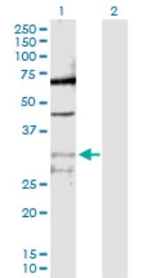 Western Blot: Cyclophilin-E Antibody [H00010450-D01P] - Analysis of PPIE expression in transfected 293T cell line by PPIE polyclonal antibody.Lane 1: PPIE transfected lysate(33.40 KDa).Lane 2: Non-transfected lysate.