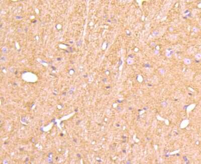 Immunohistochemistry-Paraffin: Cyclophilin-F Antibody (JM71-39) [NBP2-67014] - Analysis of paraffin-embedded mouse brain tissue using anti-Cyclophilin F antibody. Counter stained with hematoxylin.