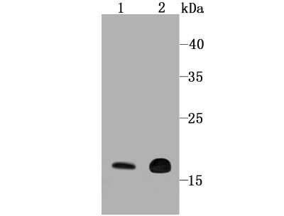 Western Blot: Cyclophilin-F Antibody (JM71-39) [NBP2-67014] - Analysis of Cyclophilin F on human heart (1) and human brain (2) tissue lysate using anti-Cyclophilin F antibody at 1/1,000 dilution.