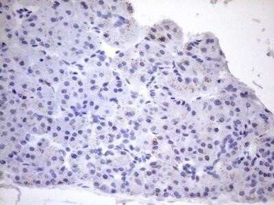 Immunohistochemistry: Cyclophilin-F Antibody (OTI1G8) - Azide and BSA Free [NBP2-71551] - Analysis of Human pancreas tissue. (Heat-induced epitope retrieval by 1mM EDTA in 10mM Tris buffer (pH8.5) at 120C for 3 min)