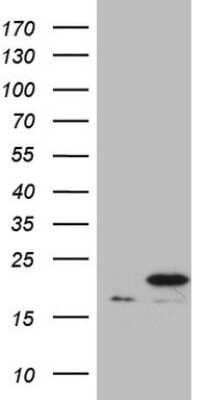 Western Blot: Cyclophilin-F Antibody (OTI1G8) - Azide and BSA Free [NBP2-71551] - Analysis of HEK293T cells were transfected with the pCMV6-ENTRY control (Left lane) or pCMV6-ENTRY Cyclophilin-F.