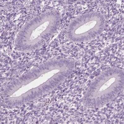 Immunohistochemistry-Paraffin Cylicin 1 Antibody - BSA Free