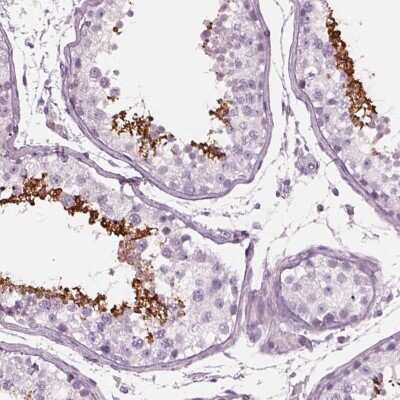 Immunohistochemistry-Paraffin Cylicin 1 Antibody - BSA Free