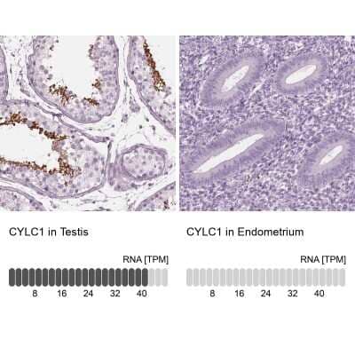 Immunohistochemistry-Paraffin Cylicin 1 Antibody - BSA Free
