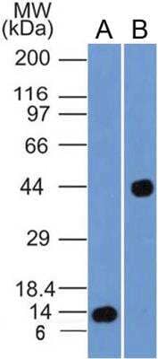 Western Blot: Cyr61/CCN1 Antibody (3A7.1B8) [NBP2-36490] - WB analysis of (A) 12kDa Partial Recombinant Cyr61/CCN1 protein and (B) Human Liver lysate using Cyr61/CCN1 antibody (clone 3A7.1B8) at 4ug/ml concentration.