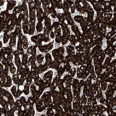 Immunohistochemistry-Paraffin: Cyr61/CCN1 Antibody [NBP1-86573] - Staining of human liver shows strong cytoplasmic positivity in hepatocytes.