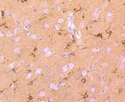 Immunohistochemistry-Paraffin: Cystatin C Antibody (JJ09-16) [NBP2-67898] - Analysis of paraffin-embedded mouse brain tissue using anti-Cystatin C antibody. Counter stained with hematoxylin.