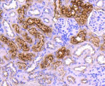 Immunohistochemistry-Paraffin: Cystatin C Antibody (JJ09-16) [NBP2-67898] - Analysis of paraffin-embedded mouse kidney tissue using anti-Cystatin C antibody. Counter stained with hematoxylin.
