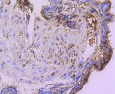 Immunohistochemistry-Paraffin: Cystatin C Antibody (JJ09-16) [NBP2-67898] - Analysis of paraffin-embedded mouse placenta tissue using anti-Cystatin C antibody. Counter stained with hematoxylin.