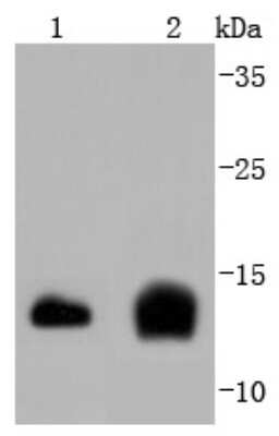 Western Blot: Cystatin C Antibody (JJ09-16) [NBP2-67898] - Analysis of Cystatin C on different lysates using anti-Cystatin C antibody at 1/1,000 dilution. Positive control: Lane 1: Hela Lane 2: Mouse spleen