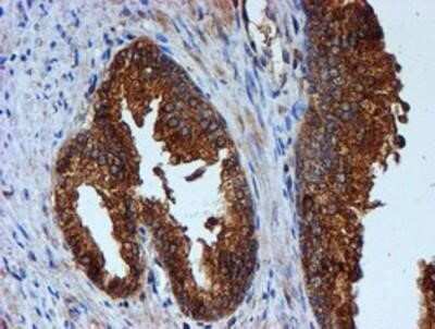 Flow Cytometry: Cystatin C Antibody (OTI2C8) - Azide and BSA Free [NBP2-70472] - Staining of paraffin-embedded Human prostate tissue using anti-Cystatin C mouse monoclonal antibody.