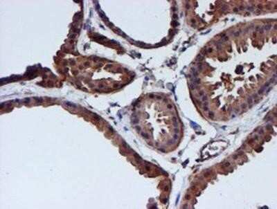 Immunohistochemistry: Cystatin C Antibody (OTI2C8) - Azide and BSA Free [NBP2-70472] - Staining of paraffin-embedded Human breast tissue using anti-Cystatin C mouse monoclonal antibody.