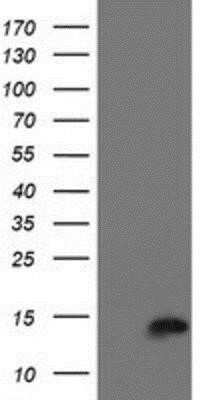 Western Blot: Cystatin C Antibody (OTI2C8) - Azide and BSA Free [NBP2-70472] - HEK293T cells were transfected with the pCMV6-ENTRY control (Left lane) or pCMV6-ENTRY Cystatin C (Right lane) cDNA for 48 hrs and lysed. Equivalent amounts of cell lysates (5 ug per lane) were separated by SDS-PAGE and immunoblotted with anti-Cystatin C.