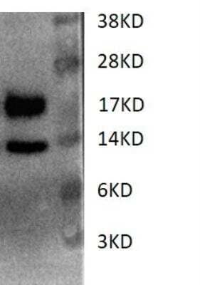 Western Blot: Cystatin E/M/CST6 Antibody (RM0217-6F49) [Biotin] [NBP2-12252B] - The 293T cell were transfected with mouse pcDNA3.1-CST6-His plasmid. After 48h the culture medium was tested by WB. The upper band is glycosylated protein, the lower band is non-glycosylated protein. WB image submitted by a verified customer review.