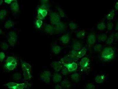 Immunocytochemistry/Immunofluorescence: Cystatin S Antibody (OTI2H10) [NBP2-01656] - Staining of COS7 cells transiently transfected by pCMV6-ENTRY Cystatin S.