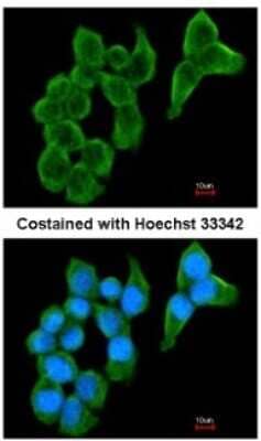 Immunocytochemistry/Immunofluorescence: Cystatin S Antibody [NBP1-32996] - Analysis of methanol-fixed A431, using antibody at 1:200 dilution.