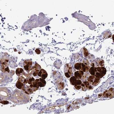 Immunohistochemistry-Paraffin: Cystatin S Antibody [NBP2-33430] - Staining of human salivary gland shows strong cytoplasmic positivity in glandular cells.