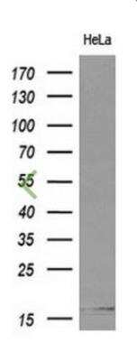 Western Blot: Cystatin S Antibody (OTI2H10) [NBP2-01656] - Analysis of extracts (10ug) from HeLa cell line by using anti-CST4 monoclonal antibody at 1:200 dilution.