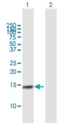 Western Blot: Cystatin S Antibody [H00001472-B01P] - Analysis of CST4 expression in transfected 293T cell line by CST4 polyclonal antibody.  Lane 1: CST4 transfected lysate(15.51 KDa). Lane 2: Non-transfected lysate.