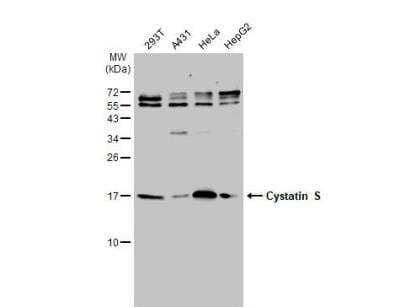 Western Blot: Cystatin S Antibody [NBP1-32996] - Various whole cell extracts (30 ug) were separated by 15% SDS-PAGE, and the membrane was blotted with Cystatin S antibody [N1N3] diluted at 1:1000. The HRP-conjugated anti-rabbit IgG antibody (NBP2-19301) was used to detect the primary antibody.