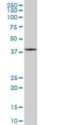 Western Blot: Cysteine Conjugate beta-Lyase/CCBL1 Antibody [H00000883-B01P] - Analysis of CCBL1 expression in human liver.