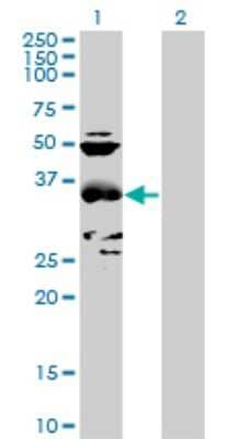 Western Blot: Cysteine Conjugate beta-Lyase/CCBL1 Antibody [H00000883-B01P] - Analysis of CCBL1 expression in transfected 293T cell line by CCBL1 polyclonal antibody.  Lane 1: CCBL1 transfected lysate(41.25 KDa). Lane 2: Non-transfected lysate.