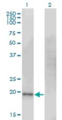 Western Blot: Cysteine Dioxygenase Type 1 Antibody (4B4) [H00001036-M09] - Analysis of CDO1 expression in transfected 293T cell line by CDO1 monoclonal antibody (M09), clone 4B4. Lane 1: CDO1 transfected lysatE (23 KDa). Lane 2: Non-transfected lysate.