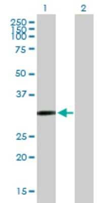 Western Blot: Cysteine Dioxygenase Type 1 Antibody [H00001036-B01P] - Analysis of CDO1 expression in transfected 293T cell line by CDO1 polyclonal antibody.  Lane 1: CDO1 transfected lysate(22 KDa). Lane 2: Non-transfected lysate.