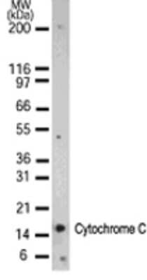 Western Blot: Cytochrome C Antibody (7H8.2C12) [Biotin] [NB100-55775] - Western blot detection of Cytochrome C in 15 mgs of HeLa cell lysate using NB100-55775 at 1:1000.  A 15 kDa band is detected.