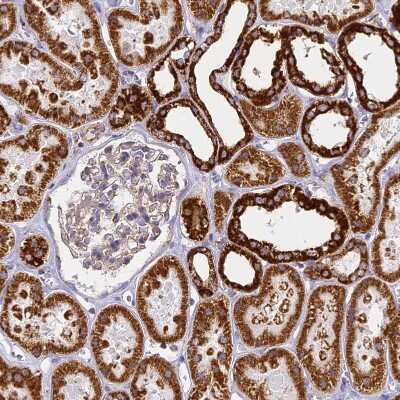 Immunohistochemistry-Paraffin: Cytochrome C Oxidase subunit 6c Antibody [NBP2-37857] - Staining of human kidney shows strong granular cytoplasmic positivity in cells in tubules.