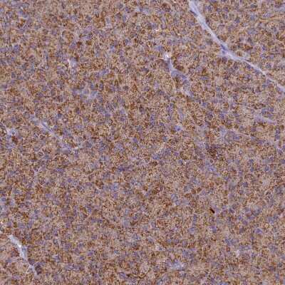 Immunohistochemistry-Paraffin: Cytochrome C Oxidase subunit 6c Antibody [NBP2-37857] - Staining of human pancreas shows moderate granular cytoplasmic positivity in exocrine glandular cells.