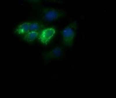 Immunocytochemistry/Immunofluorescence: Cytochrome C Oxidase subunit 6c Antibody (OTI4B11) - Azide and BSA Free [NBP2-70430] - Analysis of COS7 cells transiently transfected by pCMV6-ENTRY COX6C.