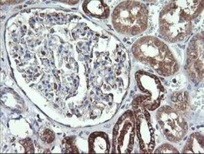 Immunohistochemistry: Cytochrome C Oxidase subunit 6c Antibody (OTI4B11) - Azide and BSA Free [NBP2-70430] - Analysis of Human Kidney tissue. (Heat-induced epitope retrieval by 10mM citric buffer, pH6.0, 120C for 3min)