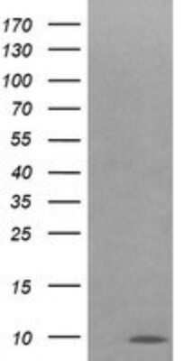 Western Blot: Cytochrome C Oxidase subunit 6c Antibody (OTI4B11) - Azide and BSA Free [NBP2-70430] - Analysis of HEK293T cells were transfected with the pCMV6-ENTRY control (Left lane) or pCMV6-ENTRY COX6C .