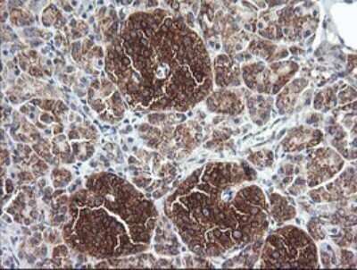 Immunohistochemistry: Cytochrome C Oxidase subunit 6c Antibody (OTI4B11) [NBP2-45645] - Analysis of Human pancreas tissue. (Heat-induced epitope retrieval by 10mM citric buffer, pH6.0, 120C for 3min)