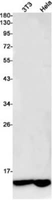 Western Blot: Cytochrome C Oxidase subunit 6c Antibody (S06-1D9) [NBP3-19951] - Western blot detection of Cytochrome C Oxidase subunit 6c in 3T3, Hela cell lysates using NBP3-19951 (1:1000 diluted). Predicted band size: 9kDa. Observed band size: 12kDa.