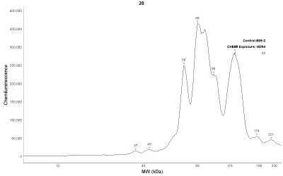 Simple Western: Cytochrome P450 1A1 Antibody (6G5) [NBP2-37526] - Human foreskin cell lysates. Protein concentration is 400 ug/mL. CYP1A1 antibody is diluted 1:20. Detection with chemiluminescence. Image from verified customer review.