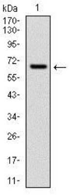 Western Blot: Cytochrome P450 1A1 Antibody (6G5) [NBP2-37526] - Analysis using CYP1A1 mAb against human CYP1A1 (AA: 203-461) recombinant protein. (Expected MW is 60 kDa)