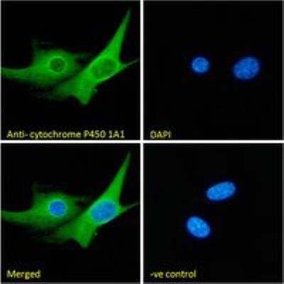 Immunocytochemistry/Immunofluorescence: Cytochrome P450 1A1 Antibody [NBP1-97762] - Immunofluorescence analysis of paraformaldehyde fixed NIH3T3 cells, permeabilized with 0.15% Triton. Primary incubation 1hr (10 ug/mL) followed by Alexa Fluor 488 secondary antibody (2 ug/mL), showing endoplasmic reticulum and cytoplasmic staining. The nuclear stain is DAPI (blue). Negative control: Unimmunized goat IgG (10 ug/mL) followed by Alexa Fluor 488 secondary antibody (2 ug/mL).