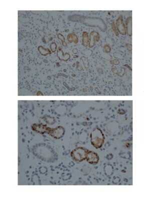 Immunohistochemistry-Paraffin: Cytochrome P450 1A1 Antibody [NBP1-62391] - Human kidney lysate, 1:100 dilution.