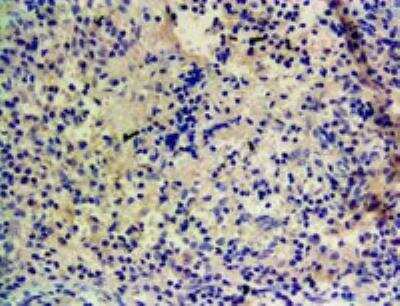 Immunohistochemistry-Paraffin: Cytochrome P450 1A1 Antibody [NBP1-97762] - Staining of paraffin embedded Human Tonsil. Heat induced antigen retrieval with Tris-EDTA pH 9, HRP-Staining. Antibody at 1:500.