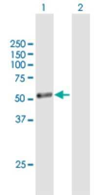 Western Blot: Cytochrome P450 1A1 Antibody [H00001543-B01P] - Analysis of CYP1A1 expression in transfected 293T cell line by CYP1A1 polyclonal antibody.  Lane 1: CYP1A1 transfected lysate(56.32 KDa). Lane 2: Non-transfected lysate.