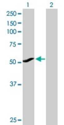 Western Blot: Cytochrome P450 1A1 Antibody [H00001543-D01P] - Analysis of CYP1A1 expression in transfected 293T cell line by CYP1A1 polyclonal antibody.Lane 1: CYP1A1 transfected lysate(58.20 KDa).Lane 2: Non-transfected lysate.