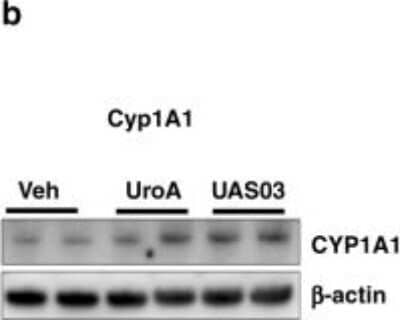 Western Blot: Cytochrome P450 1A1 Antibody [H00001543-D01P] - UroA/UAS03 enhance tight junction proteins in AhR-dependent manner. Cyp1A1 protein levels were measured using immunoblots and quantified band intensities by Image J software. Image collected and cropped by CiteAb from the following publication (//www.nature.com/articles/s41467-018-07859-7) licensed under a CC-BY license.